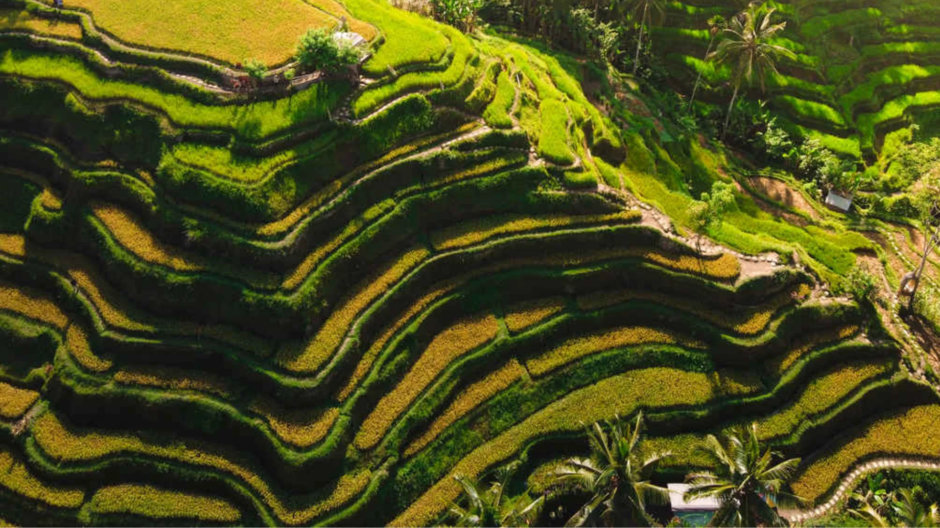 Bali Tour